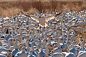 USA, New Mexico, Bosque Del Apache National Wildlife Refuge. Snow goose landing in flock.