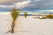 USA, New Mexico, White Sands National Monument. Sand dunes and yucca cacti.