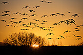 USA, New Mexico, Bosque Del Apache National Wildlife Refuge. Birds in silhouette at sunrise.