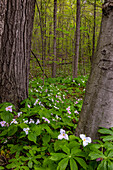 Trillium wildflowers at Goll Woods Nature Preserve near Archbold, Ohio, USA