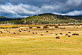 USA, Oregon. Burns. Grazing cattle