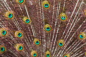 USA, Oregon, Tillamook. Peacock displaying tail feathers.
