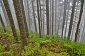 USA, Oregon. Lookout State Park mit Nebel inmitten eines Sitka-Fichtenwaldes