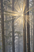 USA, Oregon. Lookout State Park mit Nebel und durchbrechender Sonne inmitten des Sitka-Fichtenwaldes