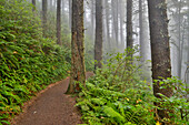 USA, Oregon. Wanderweg im Lookout State Park mit Nebel inmitten von Sitka-Fichtenwäldern