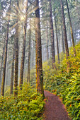 USA, Oregon. Lookout State Park Trail mit Nebel inmitten von Sitka-Fichtenwald mit Sonnenstrahlen