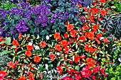 USA, Oregon. Cannon Beach Garden mit orangefarbenen Neu-Guinea-Impatiens, Gräsern und rötlichen Geranien und violettem Heliotrop