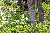 Usa, Oregon, Yachats. Plantings