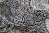 Usa, Oregon, Bandon. Bandon Beach, Closeup of Wood on the Beach