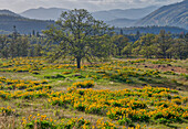 USA, Oregon. Einzelner Baum in einem Feld mit Pfeilwurz-Balsamwurzel mit Bergen in der Ferne.