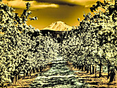 USA, Oregon, Columbia Gorge. Infrared of Spring orchards and Mount Rainier