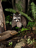 Raccoon, Pennsylvania, USA