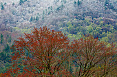 USA, Tennessee. Great Smoky Mountains National Park mit spätem Schnee im Frühling
