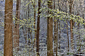 USA, Tennessee. Great Smoky Mountains National Park with late springtime snow