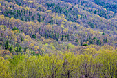 USA, Tennessee. Great-Smoky-Mountains-Nationalpark im Frühling mit aufkeimendem Laubwald