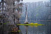 Caddo Lake am Morgen