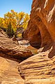 USA, Utah, Grand Staircase Escalante National Monument. Harris Wash and cottonwood tree in fall.