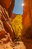 USA, Utah, Grand Staircase Escalante National Monument. Burr Trail und Baum im Escalante River Basin.