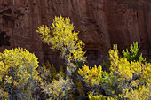 USA, Utah. Colorful autumn cottonwoods and red canyon walls, Grand Staircase-Escalante National Monument.