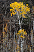 USA, Utah. Herbstliche Espen im Manti-La Sal National Forest.