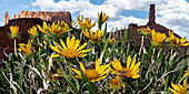USA, Utah. Arrowleaf balsam root wildflowers, sphinx moth, Castle Rock Spire and the Rectory, Castle Valley.