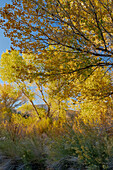 USA, Utah. Herbstpappeln und Kaninchengestrüpp in der Nähe des Capitol Reef National Park.