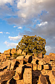 USA, Utah. Geologische Formationen aus Sandstein und Utah-Wacholder, Sand Flats Recreation Area, in der Nähe von Moab.