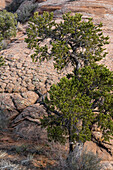 Vereinigte Staaten von Amerika, Utah. Geologische Formationen aus Sandstein und Pinyon Pine, Sand Flats Recreation Area, in der Nähe von Moab.