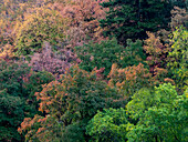 USA, Utah, östlich von Logan am Highway 89 Herbstfärbung am Canyon Maple.