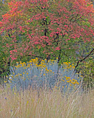 USA, Utah, east of Logan on highway 89 fall color Canyon Maple and Rabbit bush.