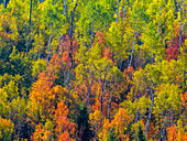 USA, Utah, east of Logan on highway 89 fall color Canyon Maple and Aspens