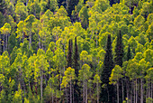 USA, Utah, östlich von Logan am Highway 89 und Aspen Grove noch grün