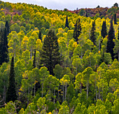 USA, Utah, east of Logan on highway 89 and Aspen Grove still green