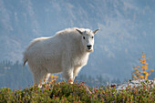 Mountain Goats at Stiletto Lake, North Cascades National Park, Washington State