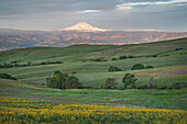 Mount Hood seen from Columbia Hills State Park, Washington State