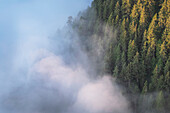 Nebel im Tal und an den Hängen der Olympic Mountains. Olympic National Park, Bundesstaat Washington