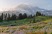 Mount Rainier Paradise Wildblumenwiesen mit einer Mischung aus Western Anemone, Broadleaf Lupines, Pink Mountain Heather und American Bistort. Mount Rainier National Park, Bundesstaat Washington