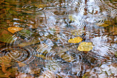 USA, Bundesstaat Washington, Seabeck. Herbstliche Regentropfen auf Wasser.