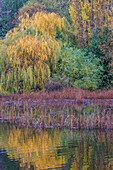 USA, Bundesstaat Washington, Seabeck. Salzwasser-Sumpf im Herbst.