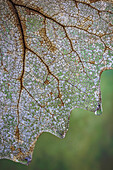 USA, Washington State, Seabeck. Skeletonized vanilla leaf close-up.