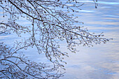USA, Bundesstaat Washington, Seabeck. Schneebedeckte Erlenzweige am Ufer des Hood Canal.