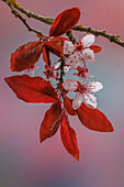 USA, Washington, Seabeck. Blühender Pflaumenbaum im Frühling.