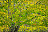 USA, Washington, Seabeck. Katsura tree in spring.