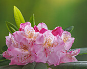 USA, Washington, Seabeck. Pacific Rhododendron flowers close-up.