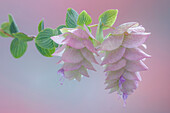 USA, Washington, Seabeck. Oregano-Blüten in Großaufnahme.