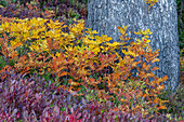 Heidelbeere und Eberesche in Herbsttönen unter einer Douglasie im Mount Rainier National Park, Washington State, USA