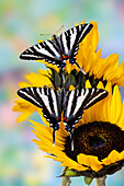 USA, Bundesstaat Washington, Sammamish. Zebra-Schwalbenschwanzfalter auf Sonnenblume