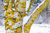 USA, Washington State. Bellevue fresh snow on Birch tree trunks