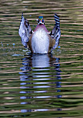 USA, Washington State, Sammamish. Yellow Lake and wood duck Stretching his wings