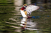 USA, Washington State, Sammamish. Yellow Lake with male drake wood duck flapping wings